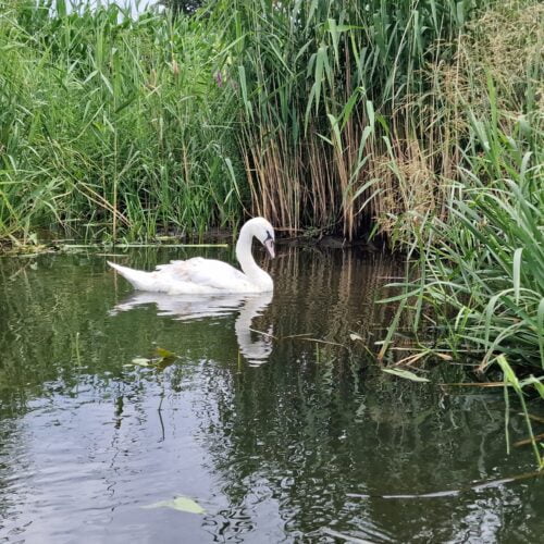 kajaki-milicz-natura