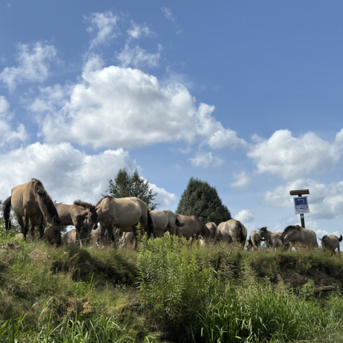 koniki polskie ostoja milicz